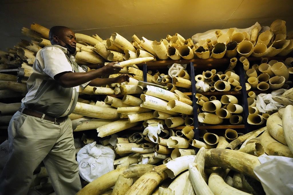 Le Zimbabwe demande du soutien pour la vente de son stock d’ivoire saisi