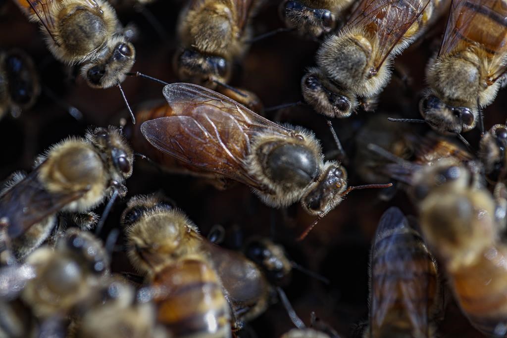 Les apiculteurs réclament une aide d’urgence pour compenser la mortalité des abeilles